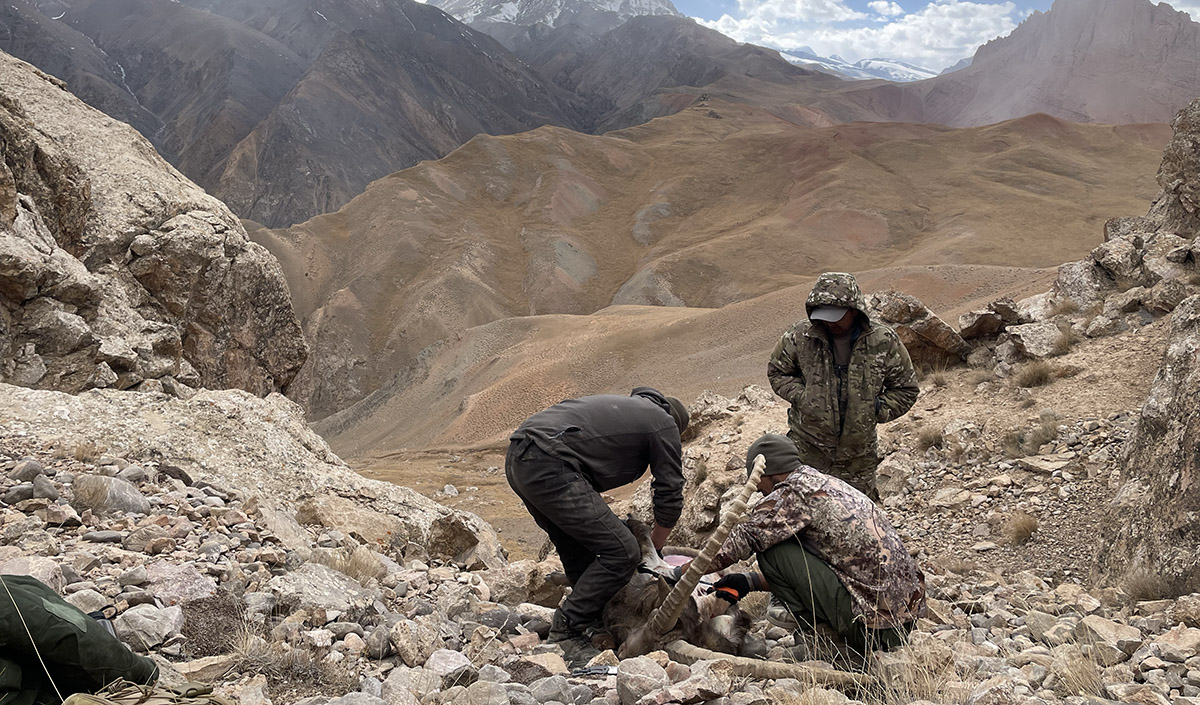 Hunter, guides, and researchers collecting samples from a harvested ibex